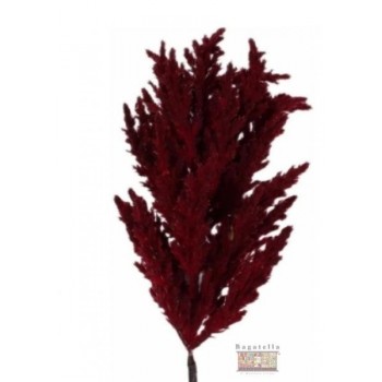 Astilbe bordeaux 65 cm